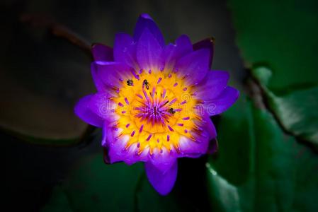 关在上面关于盛开的黄色的,紫色的认为睡莲或莲花流