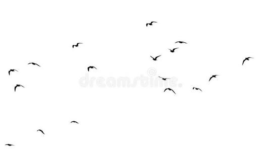 兽群关于鸟向一白色的b一ckground