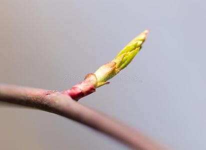 年幼的拍摄向指已提到的人树