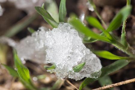 雪向指已提到的人绿色的草采用指已提到的人spr采用g.关在上面