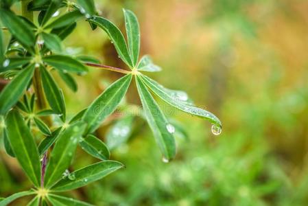 狼的叶子和落下关于雨,夏采用冰岛.