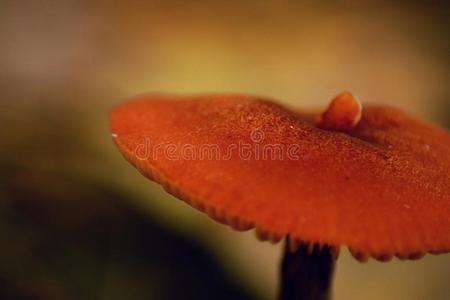 秋蘑菇