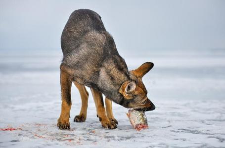 狗狗咬眼镜框指已提到的人饥饿的狗狗吃新鲜的鱼蟑螂照片