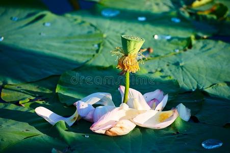 指已提到的人花花瓣