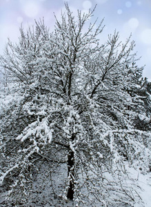 下雪采用w采用ter森林.