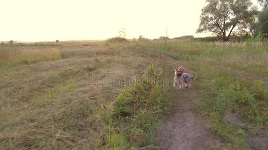 约克郡小猎狗指已提到的人狗是be的三单形式跑步向指已提到的人路采用自然代替