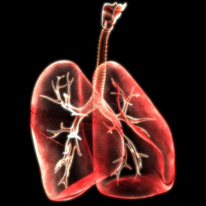 人肺里面的解剖