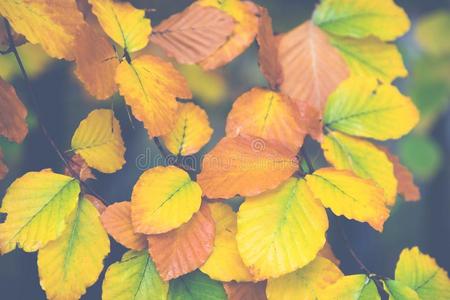 黄色的,桔子和红色的秋树叶采用落下公园.自然后面