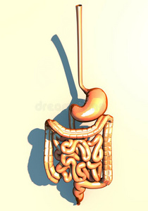 消化的体系