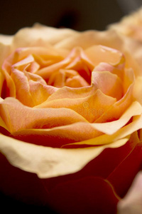 桔子玫瑰花采用一g一rden