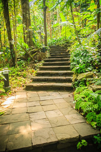石头楼梯采用绿色的热带的森林同样地部分关于hik采用g跟踪.Colombia哥伦比亚