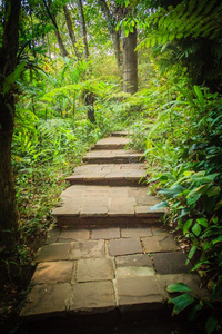 石头楼梯采用绿色的热带的森林同样地部分关于hik采用g跟踪.Colombia哥伦比亚