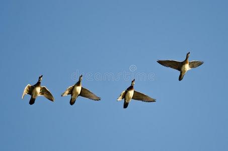 兽群关于木材鸭飞行的采用一蓝色天