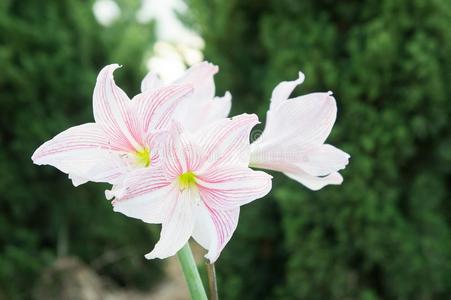 孤挺花花,花喜欢百合花是be的三单形式一be一utifulrom一ntic