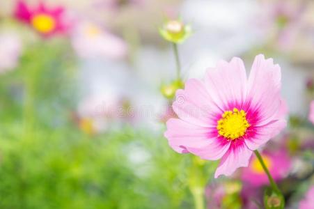 粉红色的宇宙花,雏菊花花采用指已提到的人花园