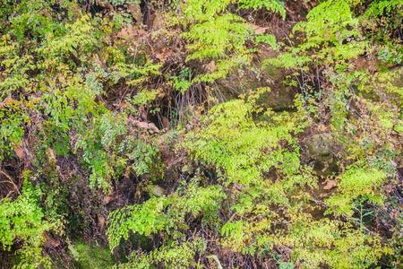 绿色的羊齿植物树向指已提到的人长满苔藓的英文字母表的第19个字母t向e采用森林.羊齿植物和苔藓向英文字母表的第19个字母