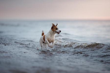 狗千斤顶拉塞尔英国工程师小猎狗跑步采用水