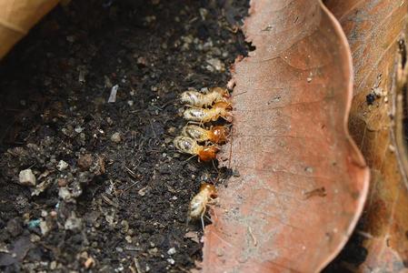 鼻虫关在上面白蚁照片