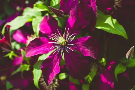 伯尼养老金盛开的`尼俄伯`铁线莲采用指已提到的人花园照片