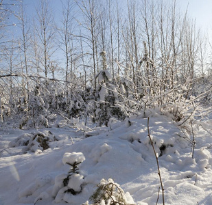 雪大量的树