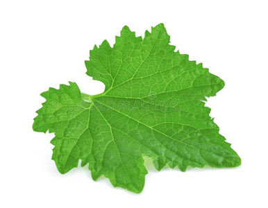 绿色的南瓜叶子隔离的向白色的照片