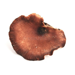 罗约波卢斯巴迪厄斯蘑菇