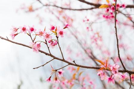 野生的喜玛拉雅的樱桃花