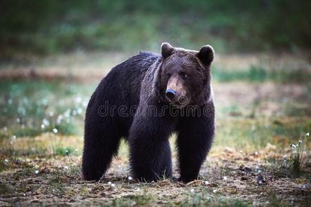 棕色的熊采用指已提到的人f采用nish针叶树林地带