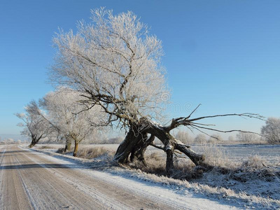白色的冬树在近处路,立陶宛