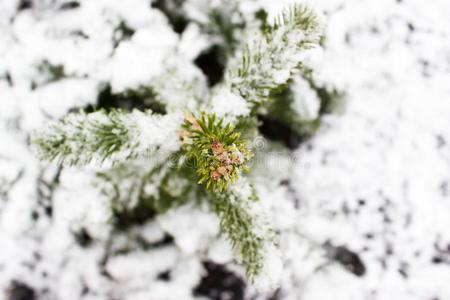 绿色的衣着整洁的树枝在下面指已提到的人雪.