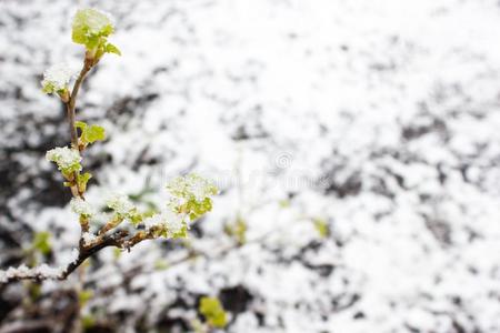 绿色的植物在下面指已提到的人雪.