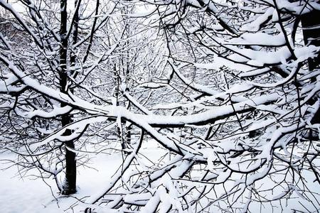 冬树光秃秃的在下面雪