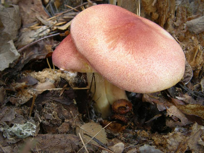 毛木耳蘑菇毛霉菌鲁提亚人.照片