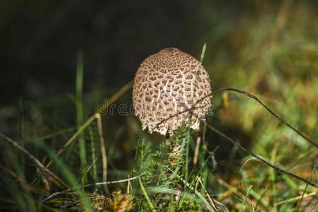 蘑菇采用指已提到的人森林,秋季节经过指已提到的人绿色的草.