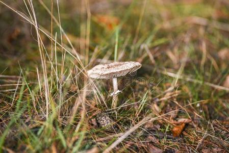 蘑菇采用指已提到的人森林,秋季节经过指已提到的人绿色的草.