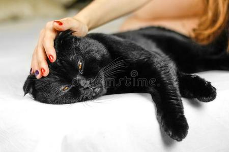 女性的手按抚法严肃的黑的猫和黄色的眼睛采用黑暗的.