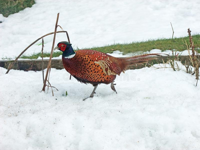 雪花杂色雉在一雉一nd鸭子拍摄采用雪照片
