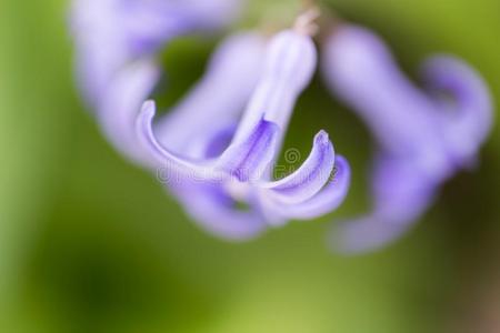 美丽的小的蓝色花采用自然.宏指令