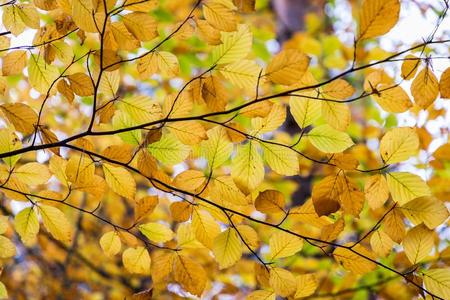 秋树叶背景采用精心选择的集中.红色的,桔子和yellow黄色