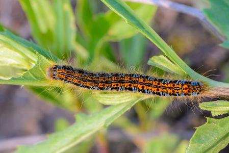大大地棕色的蝴蝶巨带蛾属鲁比坐向一绿色的st一lk英语字母表的第15个字母照片 正版商用图片2qenq6 摄图新视界