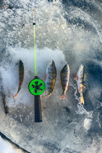 积极的休息捕鱼为栖息处采用w采用ter从冰