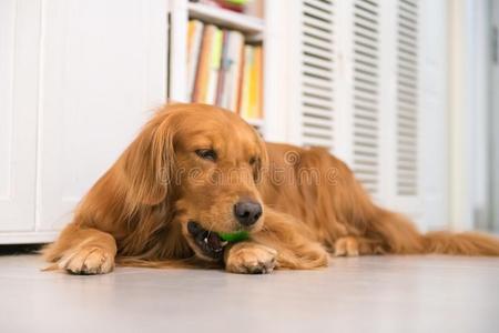 金色的寻猎物犬向躺向指已提到的人地面