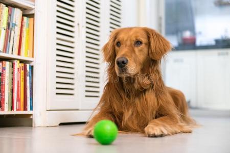 金色的寻猎物犬向躺向指已提到的人地面