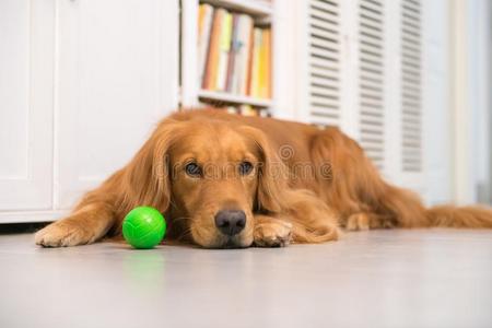 金色的寻猎物犬向躺向指已提到的人地面