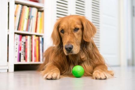 金色的寻猎物犬向躺向指已提到的人地面