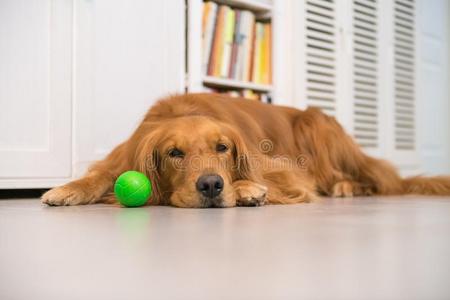 金色的寻猎物犬向躺向指已提到的人地面