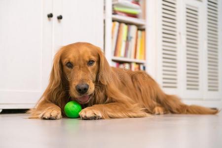 金色的寻猎物犬向躺向指已提到的人地面