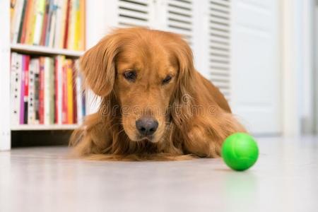 金色的寻猎物犬向躺向指已提到的人地面