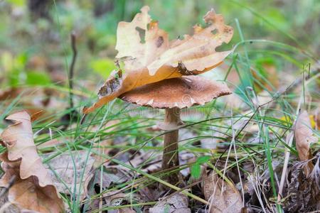 蘑菇采用指已提到的人森林采用秋