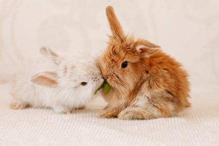 小雏菊宝宝图片